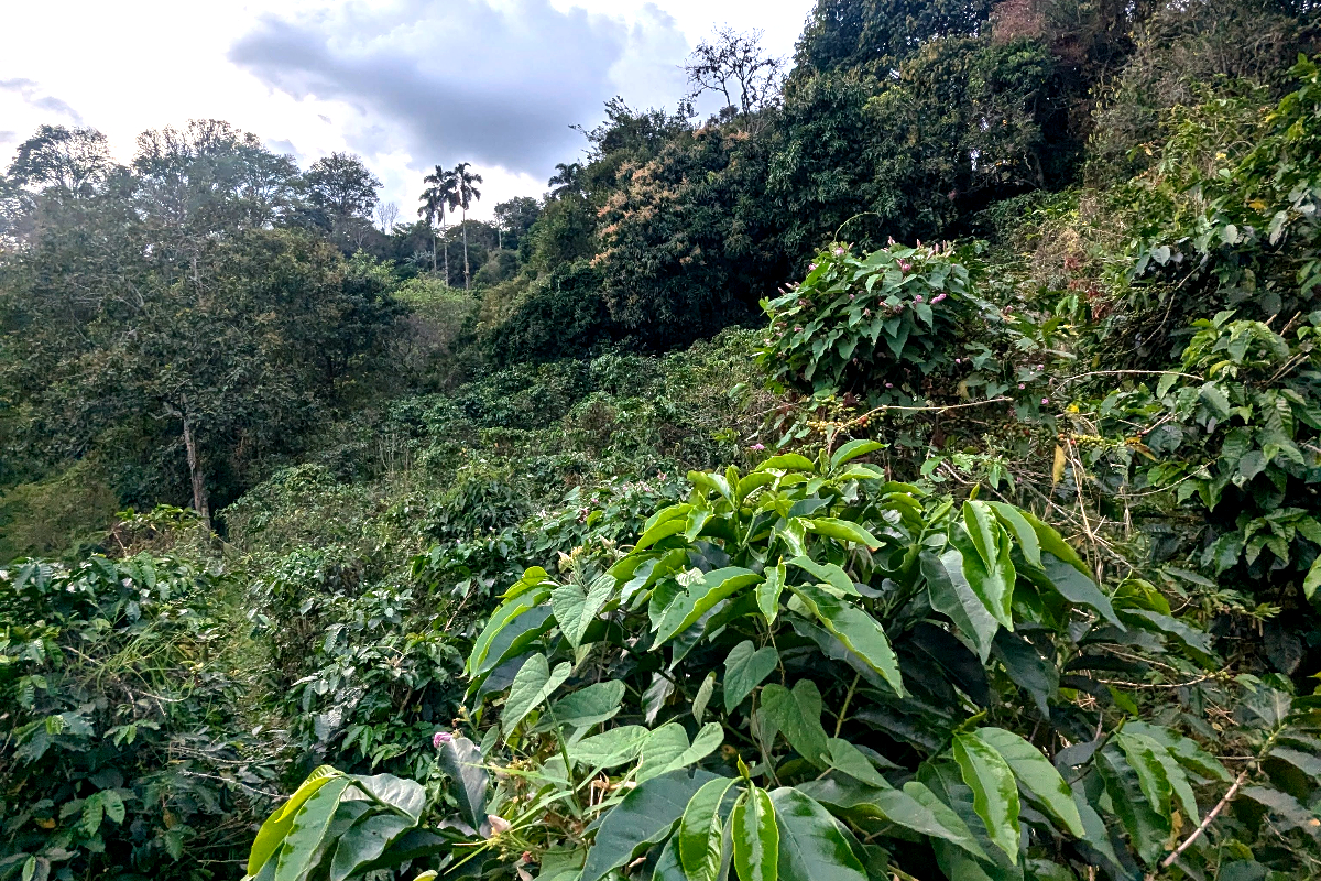 Agroforstsystem der Finca La Coca